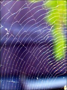 spider_web_by_evy.jpg