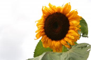 sunflower_by_hrotgers.jpg