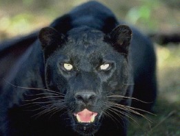 panther200.jpe