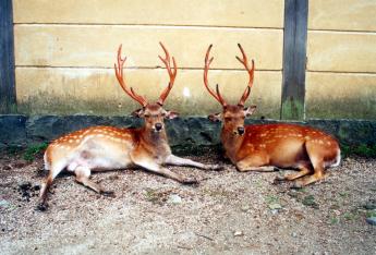 twodeersinKyoto.jpg