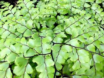 Green_leaves_by_Neal_Gould_350.jpg