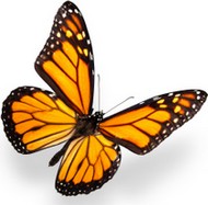 butterfly_000011586784XSmall.jpg