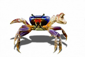 crabby_by_badboo_350o.jpg