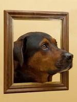 dog_framed.jpg