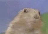 dramaticchipmunk.jpg