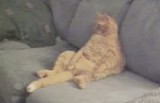 fatcatwatchingtv.jpg