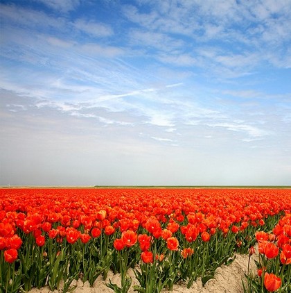field_of_tulips.jpg