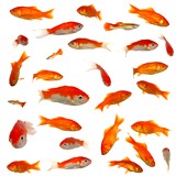 fishes_id563117_size160.jpg