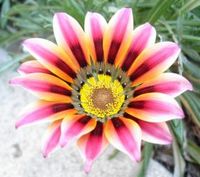 flower.jpg