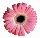 gerbera_on_white_id119537_size135.jpg