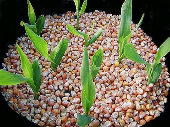 growing_corn.jpg