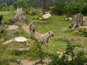 hyaena.jpg