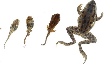 online_content_distribution_strategies_evolutionary_business_models_frog_23011471.jpg