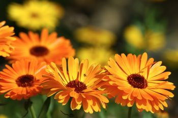 orange_flowers_350.jpg