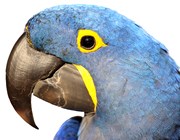parrot_id457980_size180.jpg