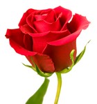 passion_id2595111_size140.jpg