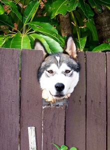 peekaboo_by_Alexmaher.jpg