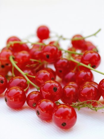 red_berries_by_zela_350.jpg