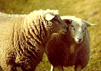 sheeps_by_stockcharl_0.jpg