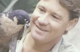 steveirwin.jpg