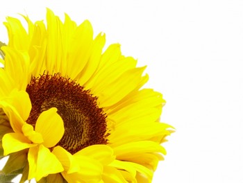 sunflower_by_jdpargeter_350.jpg