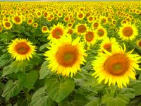 sunflower_field_by_sxn_200.jpg