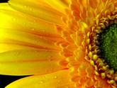 sunflower_id834383_size165.jpg
