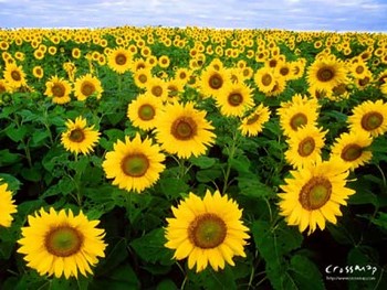 sunflowers_dalton.jpg