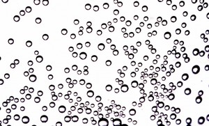 tiny_bubbles_blossom.jpg