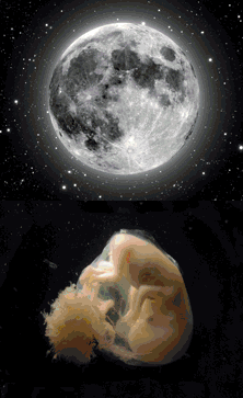 videoarte.gif