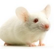 white-rat_id1944161_size110.jpg