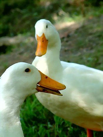 chatting_ducks_by_tinny_350o.jpg