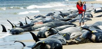 dolphins_beached_350.jpg
