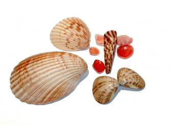 groups_of_shells.jpg