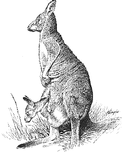 kangaroo.gif