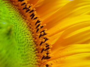 sunflower_age_2_by_sxn.jpg
