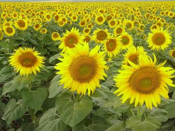 sunflower_field_by_sxn.jpg